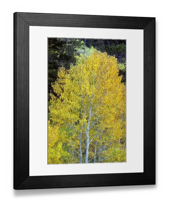 Framed Print : USA, North America, California