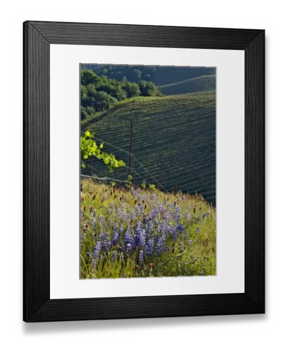 Framed Print : USA, North America, California Framed Print : USA, North America, California