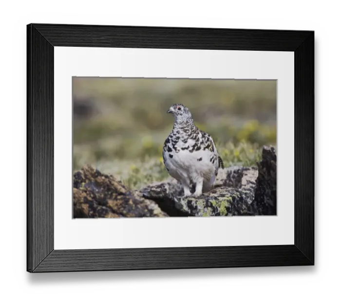 Framed Print : USA, North America, Colorado Framed Print : USA, North America, Colorado