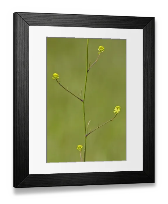 Framed Print : USA, North America, California Framed Print : USA, North America, California