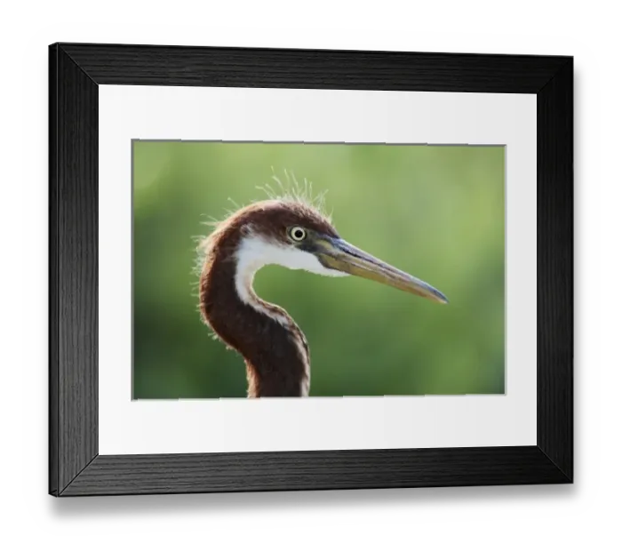 Framed Print : USA, North America, Florida Framed Print : USA, North America, Florida