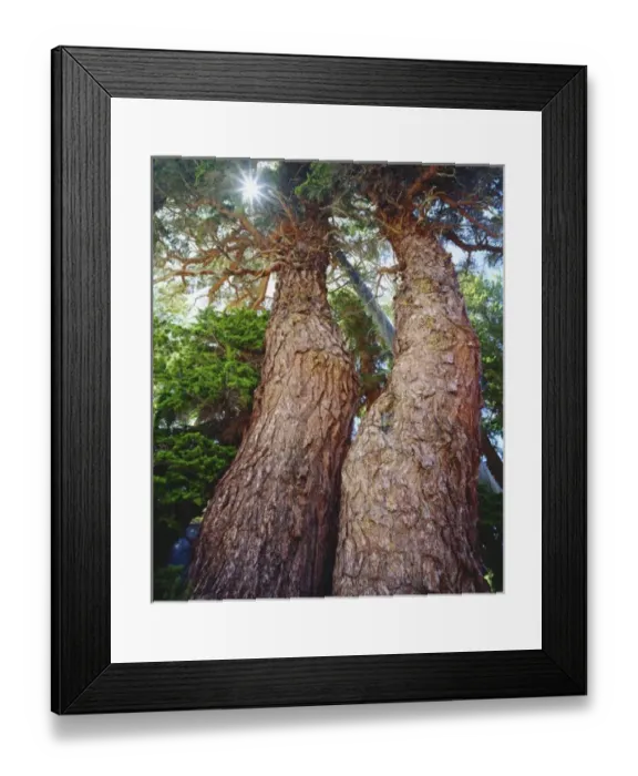 Framed Print : USA, California, Sierra Nevada Mountains. Old growth red fir trees