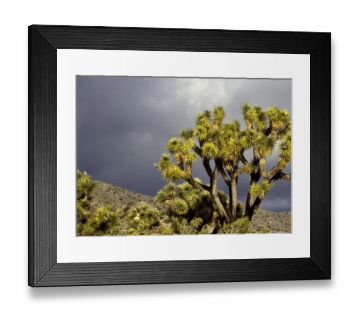 Framed Print : California: Joshua Tree National Monument, Black Rock Canyon, Mohave Desert, Joshua Trees