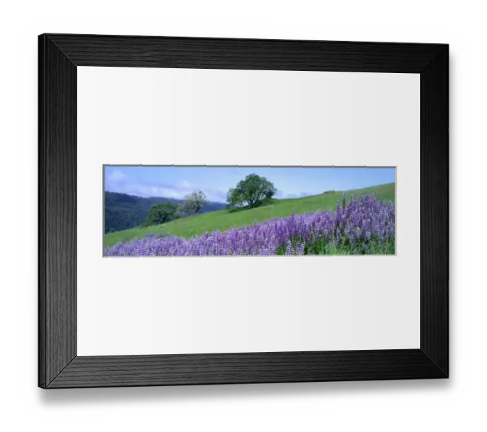 Framed Print : Redwood National Park, California. USA. River lupine (Lupinus rivularis) & Oregon white oak trees Framed Print : Redwood National Park, California. USA. River lupine (Lupinus rivularis) & Oregon white oak trees