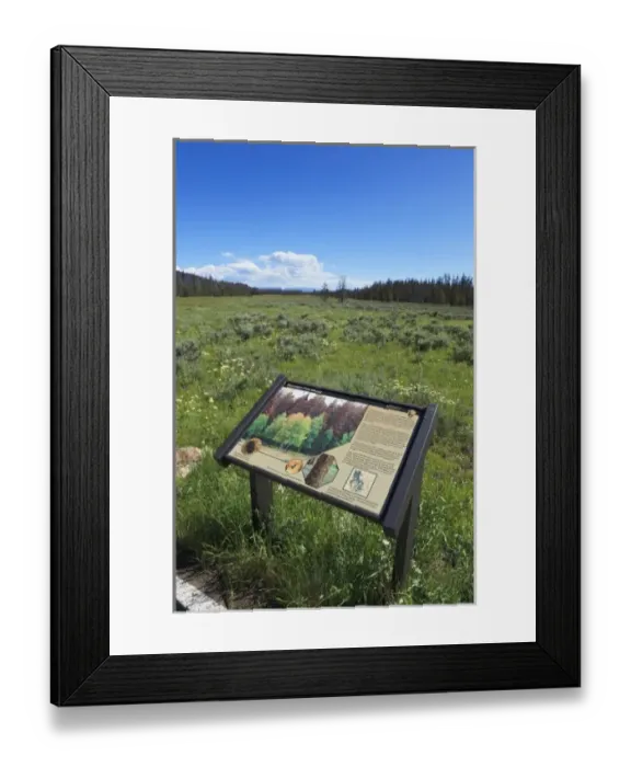 Framed Print : USA, Colorado, Rocky Mountain National Park, interpretive sign about beetle kill Framed Print : USA, Colorado, Rocky Mountain National Park, interpretive sign about beetle kill