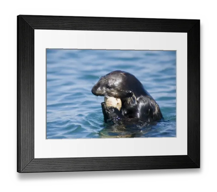 Framed Print : A California Sea Otter (Enhydra lutris) eats a clam - Moss Landing, California Framed Print : A California Sea Otter (Enhydra lutris) eats a clam - Moss Landing, California