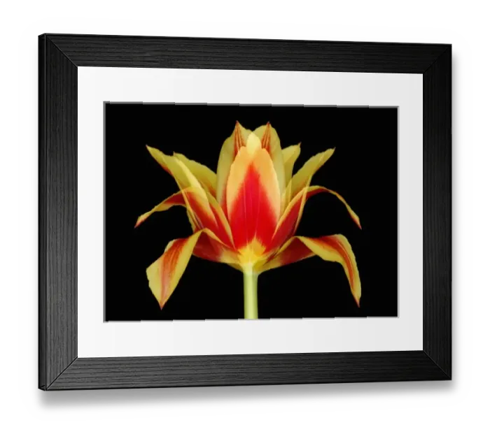 Framed Print : USA, North America, Florida Framed Print : USA, North America, Florida