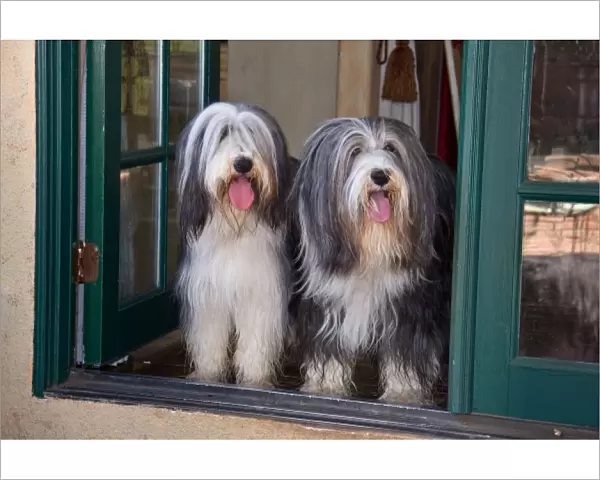 Two Bearded Collies sitting in a doorway looking out