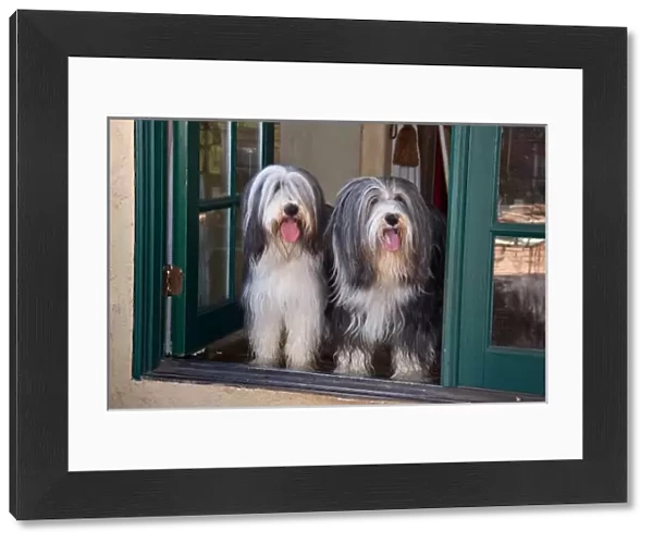 Two Bearded Collies sitting in a doorway looking out
