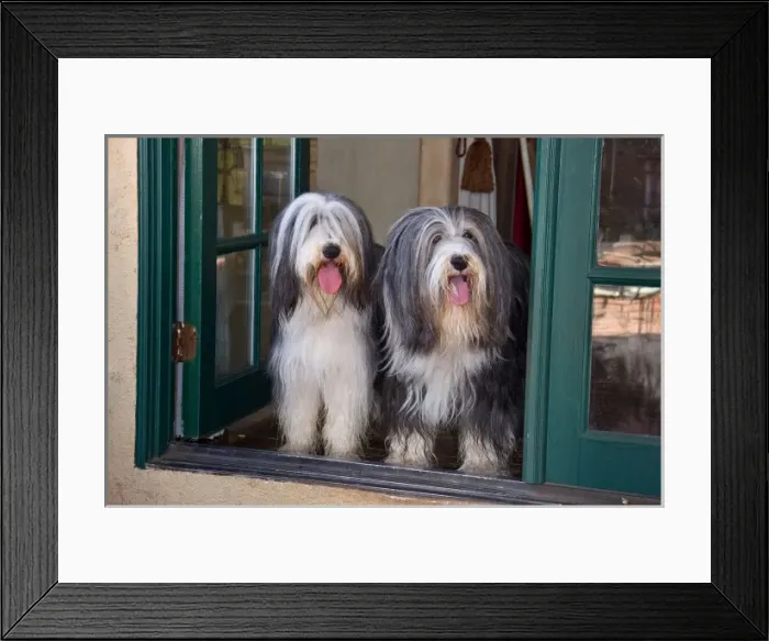 Framed Print : Two Bearded Collies sitting in a doorway looking out Framed Print : Two Bearded Collies sitting in a doorway looking out