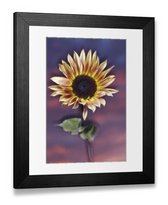 Framed Print : USA, California, San Diego, Hybrid sunflower blowing in the wind at sunset
