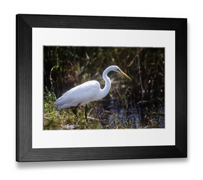 Framed Print : USA, Florida, Everglade NP, White Heron Framed Print : USA, Florida, Everglade NP, White Heron