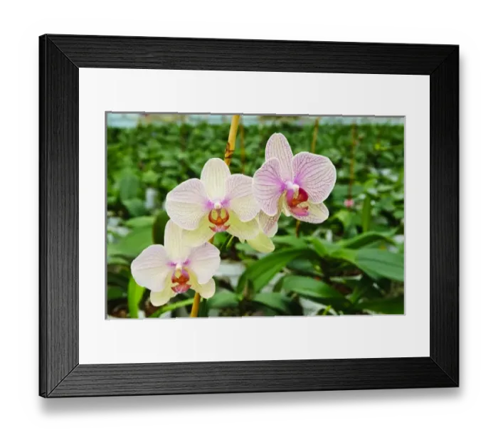 Framed Print : Palm Springs, California. Orchids Framed Print : Palm Springs, California. Orchids