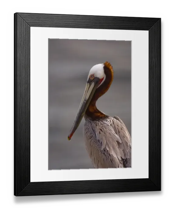 Framed Print : USA, California, La Jolla, Brown Pelican Framed Print : USA, California, La Jolla, Brown Pelican