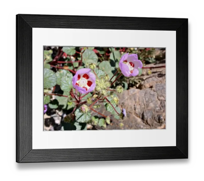 Framed Print : USA, North America, California
