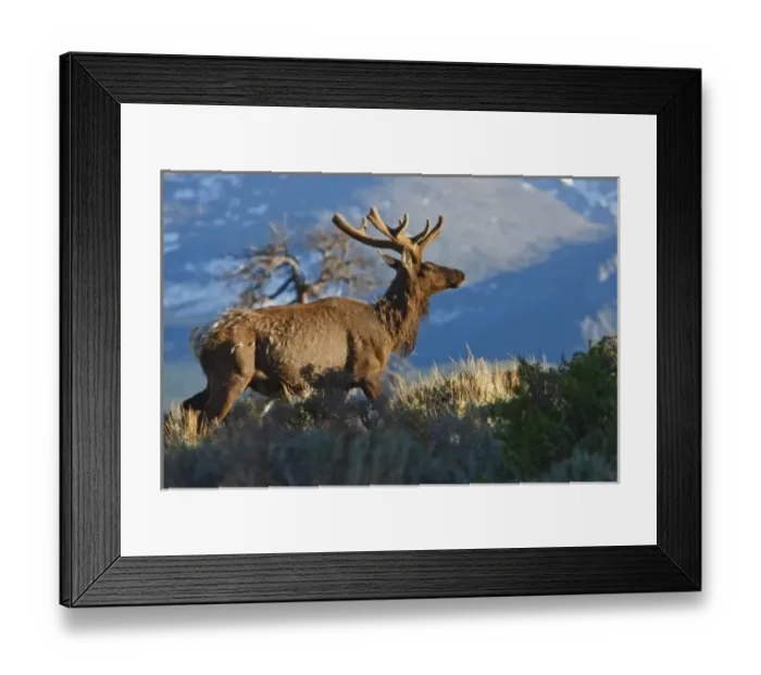 Framed Print : USA, Colorado, Rocky Mountain National Park, elk (Cervus elaphus) bull with velvet covered antlers Framed Print : USA, Colorado, Rocky Mountain National Park, elk (Cervus elaphus) bull with velvet covered antlers