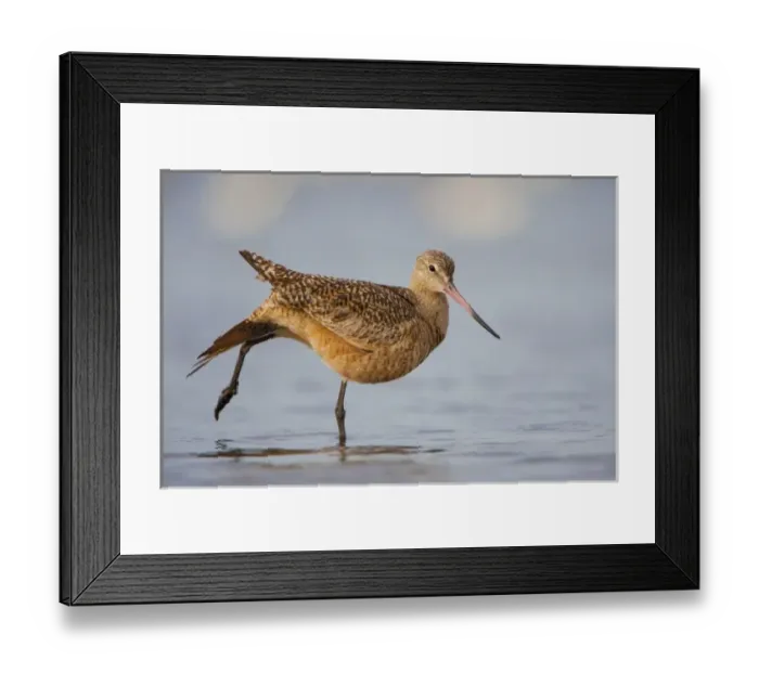 Framed Print : USA, California, Marbeled Godwit, stretching Framed Print : USA, California, Marbeled Godwit, stretching