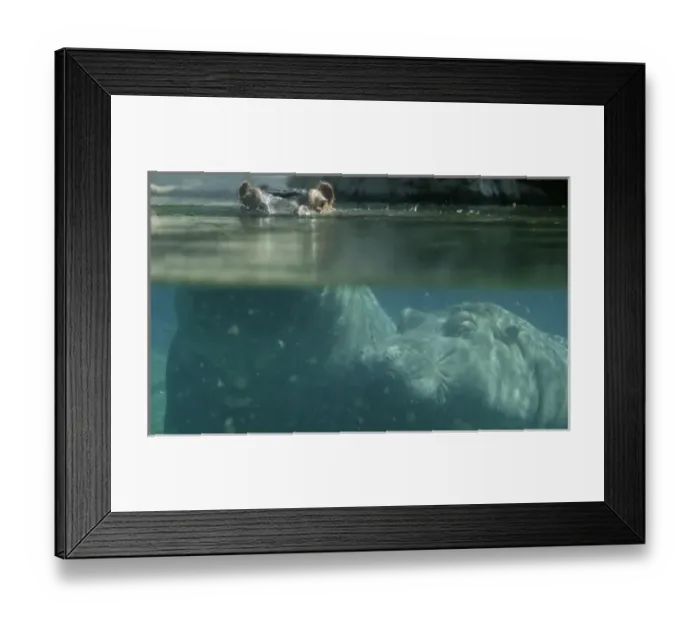 Framed Print : River hippos coming up for air underwater (Hippotamus amphibius) San Diego Zoo, California Framed Print : River hippos coming up for air underwater (Hippotamus amphibius) San Diego Zoo, California
