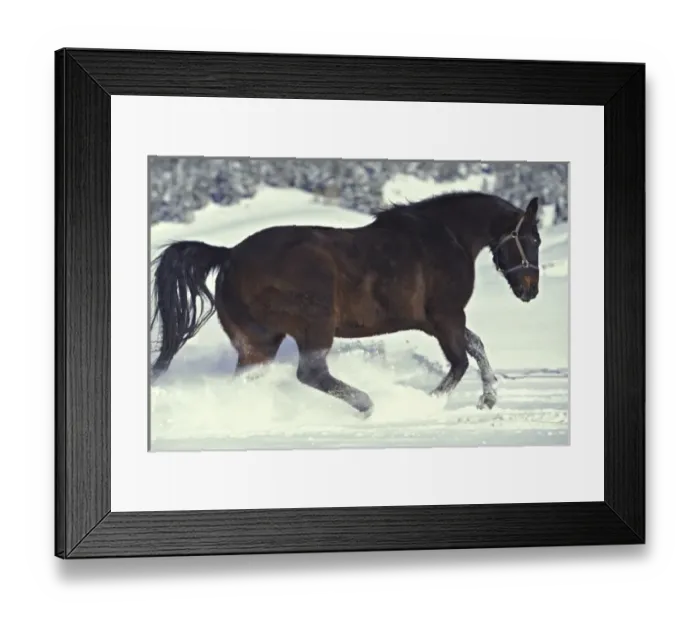 Framed Print : USA, Colorado, Divide. A gelding quarter horse romps in freshly fallen snow Framed Print : USA, Colorado, Divide. A gelding quarter horse romps in freshly fallen snow