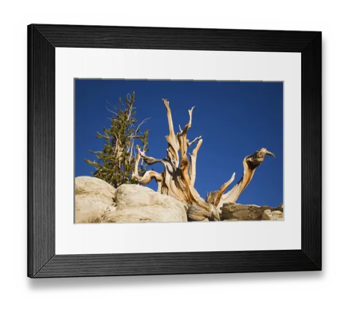 Framed Print : CA, Inyo NF, Schulman Grove, Ancient Bristlecone Pine Forest, Bristlecone Pine Framed Print : CA, Inyo NF, Schulman Grove, Ancient Bristlecone Pine Forest, Bristlecone Pine