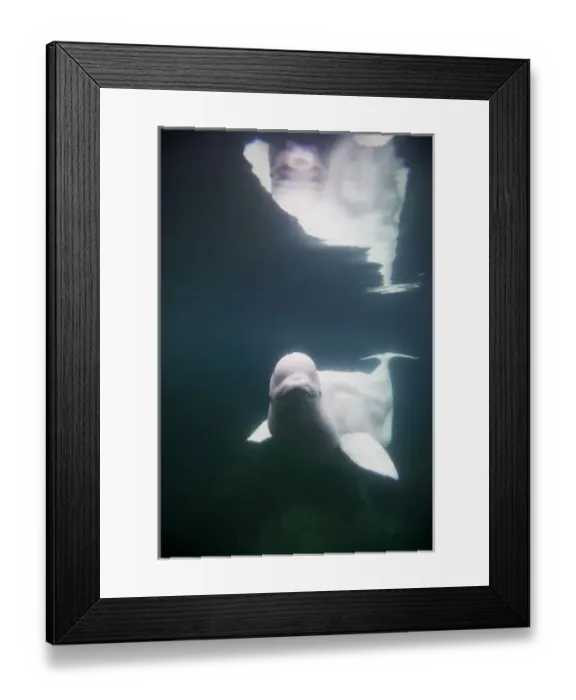 Framed Print : USA, Connecticut, Mystic, Captive Beluga Whale (Delphinapterus leucas) swimming inside