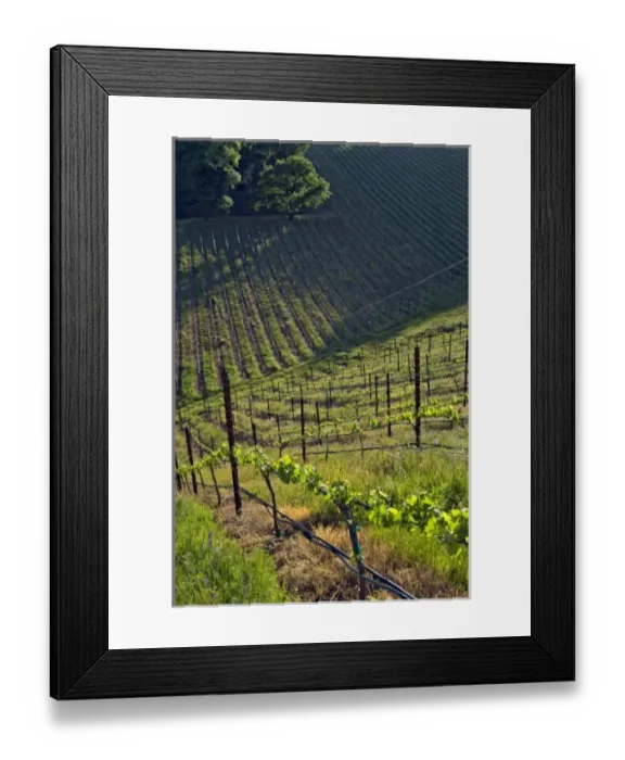 Framed Print : USA, North America, California