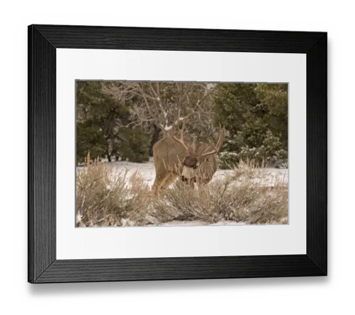 Framed Print : A large bull mule deer (Odocoileus hemionus) forages for food along the snowy south Framed Print : A large bull mule deer (Odocoileus hemionus) forages for food along the snowy south