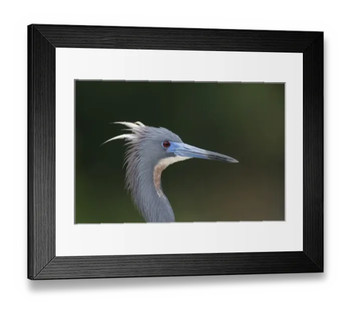 Framed Print : USA, Florida, St. Augustine Alligator Farm. Portrait of tricolored heron in breeding plumage Framed Print : USA, Florida, St. Augustine Alligator Farm. Portrait of tricolored heron in breeding plumage