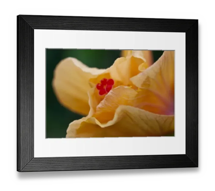 Framed Print : Hibiscus flower opening to reveal its pistil and stamen - Maui, Hawaii Framed Print : Hibiscus flower opening to reveal its pistil and stamen - Maui, Hawaii