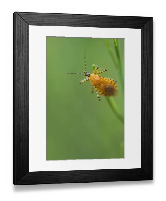 Framed Print : True Bug (Hemiptera), Pruitt landing, Log Cabin Trail, Buffalo National River, Arkansas Framed Print : True Bug (Hemiptera), Pruitt landing, Log Cabin Trail, Buffalo National River, Arkansas