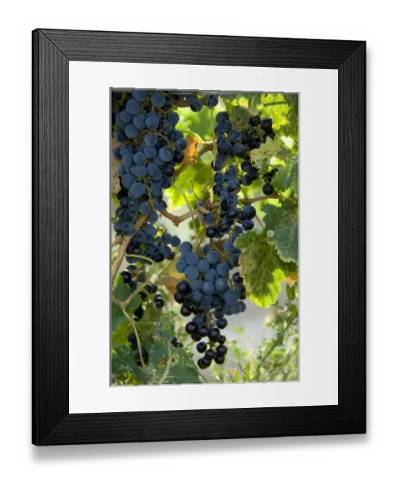 Framed Print : USA, North America, Colorado