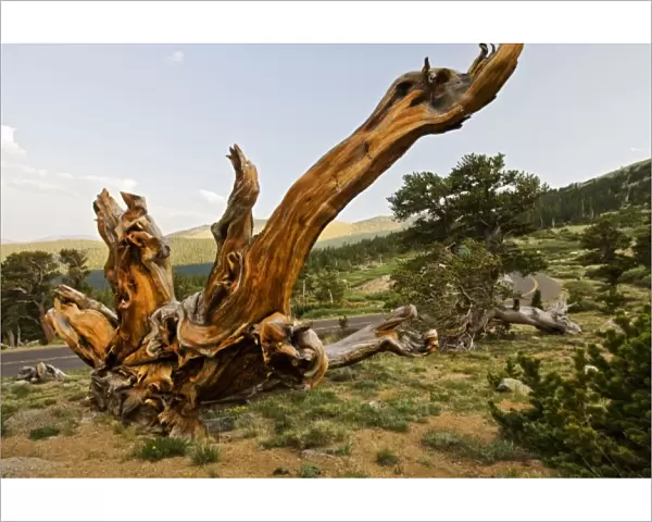 USA, Colorado, Mount Evans, Bristlecone Pine (Pinus longaeva) growing at timberline