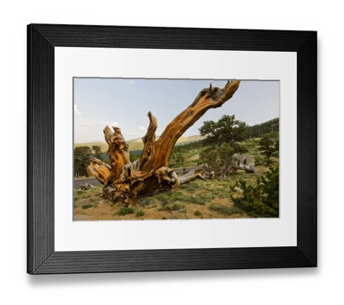 Framed Print : USA, Colorado, Mount Evans, Bristlecone Pine (Pinus longaeva) growing at timberline