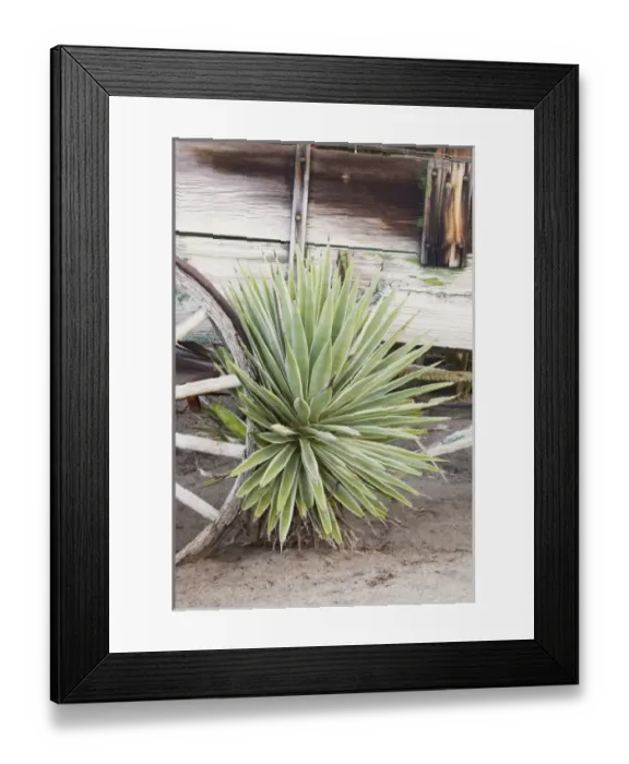 Framed Print : USA, North America, California