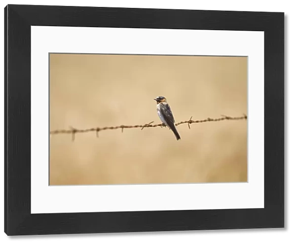 Barn swallow, Hirundo rustica, northern California