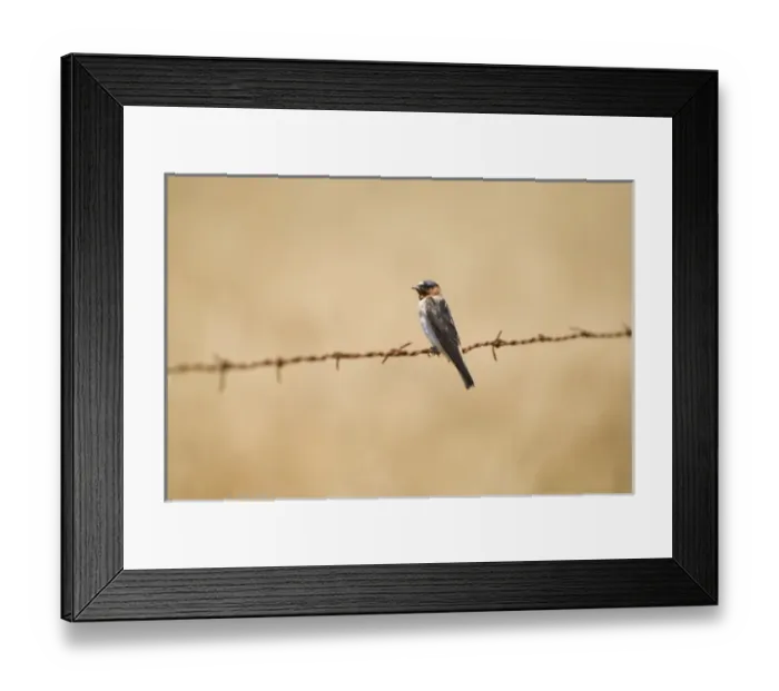 Framed Print : Barn swallow, Hirundo rustica, northern California Framed Print : Barn swallow, Hirundo rustica, northern California