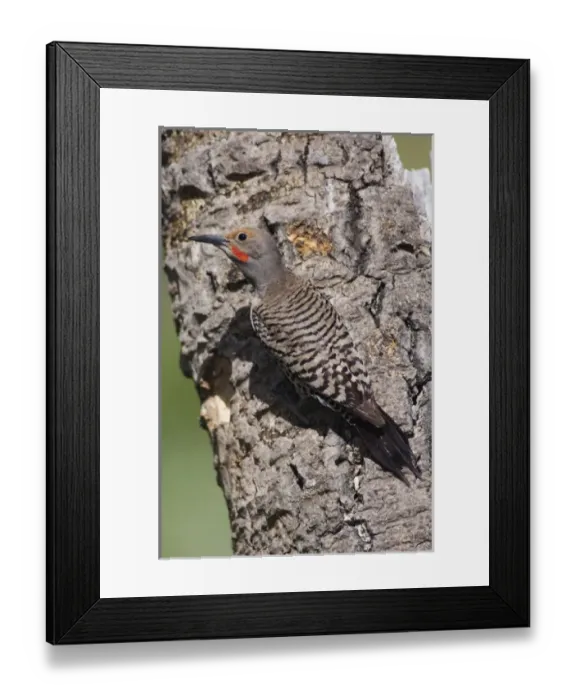 Framed Print : USA, North America, Colorado Framed Print : USA, North America, Colorado