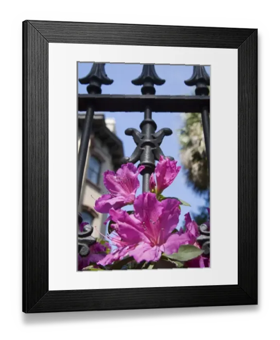 Framed Print : USA, Georgia, Savannah. Azaleas blooming through wrought iron gate