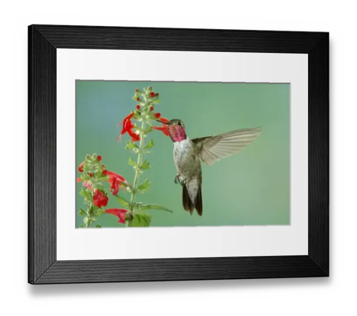 Framed Print : Male feeding on sage (salvia ssp. ), Paradise, Chiricahua Mountains, Arizona, USA Framed Print : Male feeding on sage (salvia ssp. ), Paradise, Chiricahua Mountains, Arizona, USA