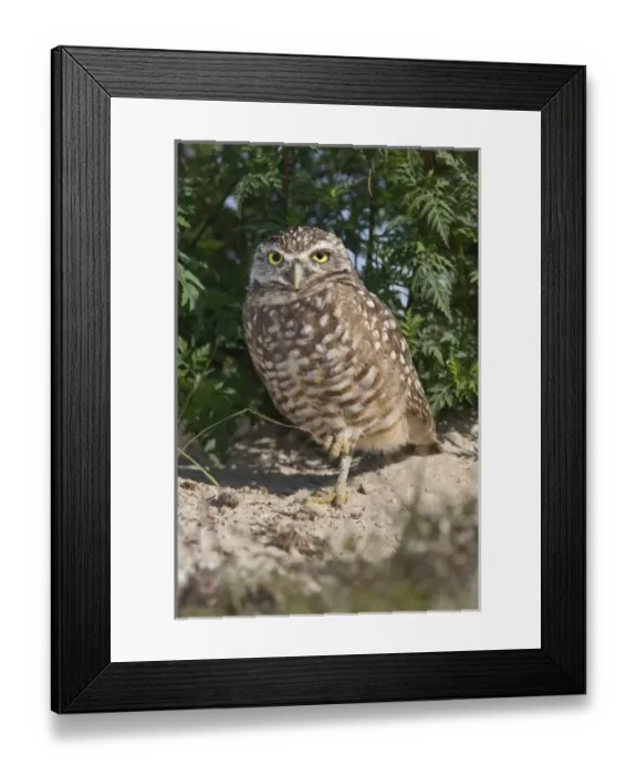 Framed Print : Burrowing Owl, Athene cunicularia, Cape Coral, Florida Framed Print : Burrowing Owl, Athene cunicularia, Cape Coral, Florida