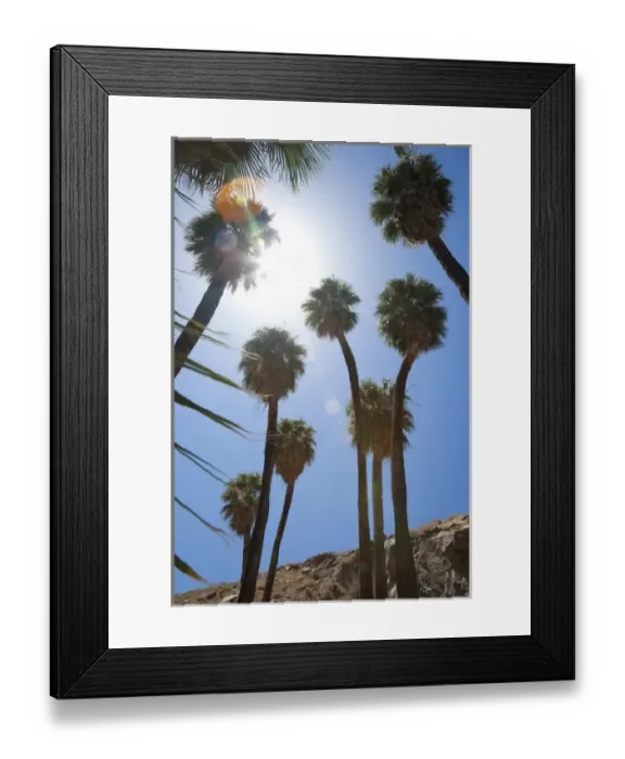 Framed Print : Palm Springs, CA, USA. Low angle view of palm trees against a bright blue sky Framed Print : Palm Springs, CA, USA. Low angle view of palm trees against a bright blue sky