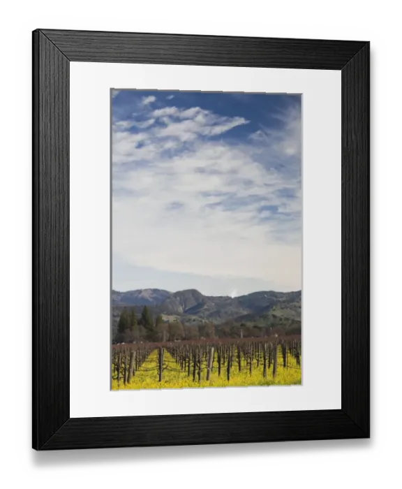 Framed Print : USA, California, Northern California, Napa Valley Wine Country, Rutherford, vineyard Framed Print : USA, California, Northern California, Napa Valley Wine Country, Rutherford, vineyard