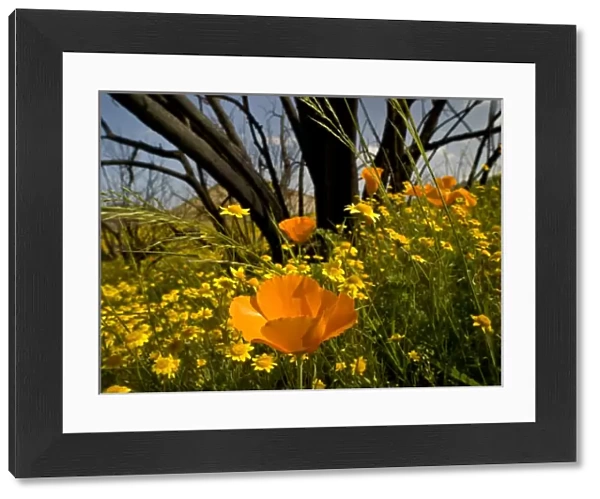 Goldfield and California poppies, natural recovery after fire in Falbrook area, California