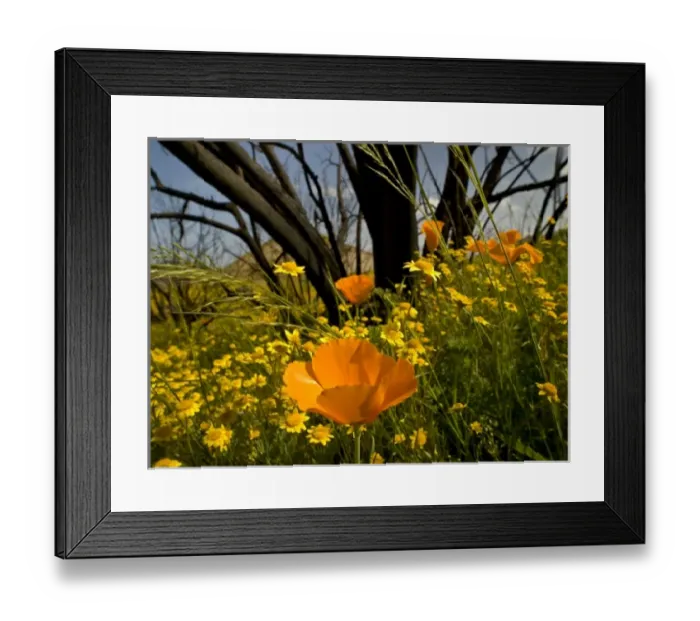 Framed Print : Goldfield and California poppies, natural recovery after fire in Falbrook area, California Framed Print : Goldfield and California poppies, natural recovery after fire in Falbrook area, California