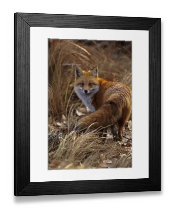 Framed Print : USA, Colorado, Jefferson County. Close-up of red fox Framed Print : USA, Colorado, Jefferson County. Close-up of red fox