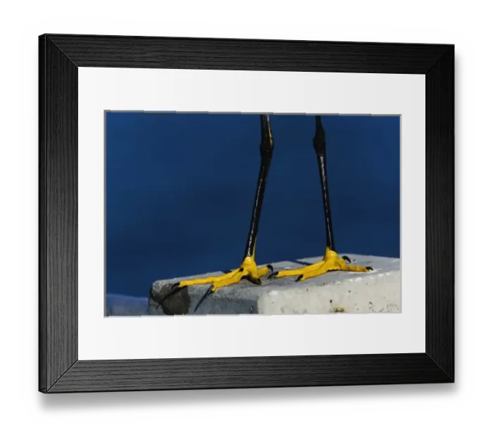 Framed Print : Snowy Egret feet, Egretta thula, Sanibel Island, Florida Framed Print : Snowy Egret feet, Egretta thula, Sanibel Island, Florida