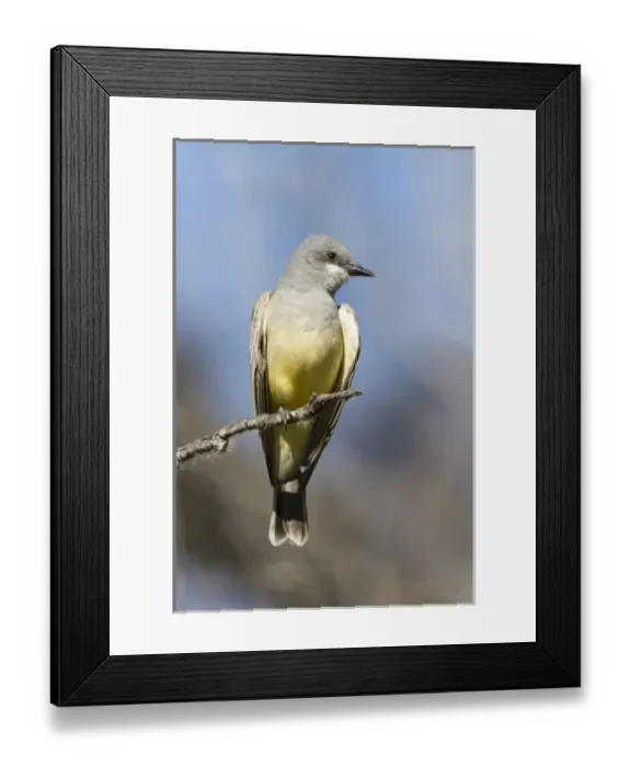 Framed Print : USA - California - San Diego County - Cassins Kingbird sitting on branch Framed Print : USA - California - San Diego County - Cassins Kingbird sitting on branch