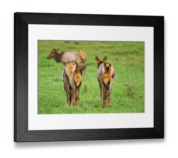 Framed Print : USA, North America, Arizona Framed Print : USA, North America, Arizona