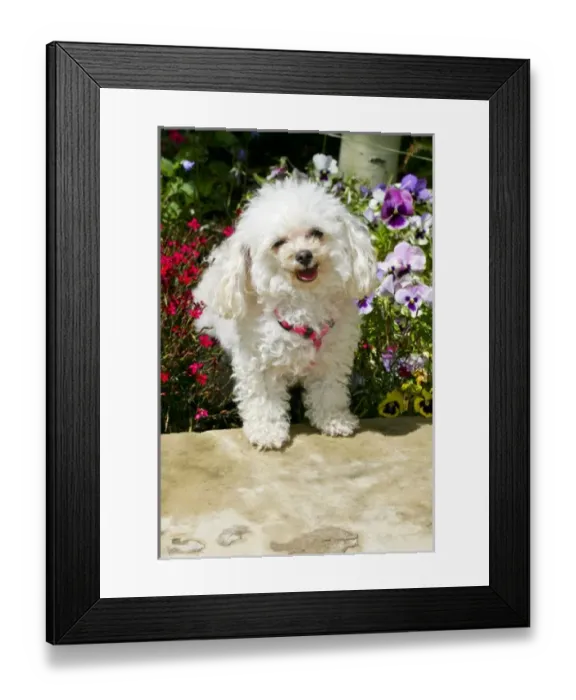 Framed Print : USA, North America, Colorado