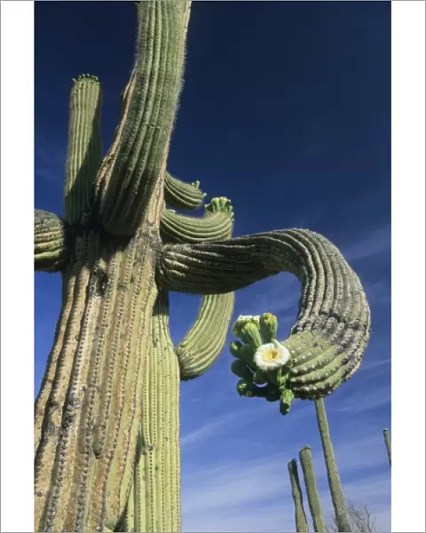 USA, Arizona, Giant Saguaro Cactus, (Carnegiea gigantea) Saguaro National Park, Tucson area